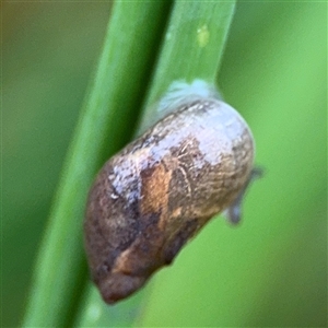 Oxyloma elegans (Slender Amber Snail) at Campbell, ACT by Hejor1