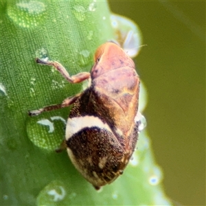 Bathyllus albicinctus (Spittlebug, Froghopper) at Campbell, ACT by Hejor1