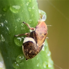 Bathyllus albicinctus at Campbell, ACT - 30 Nov 2024