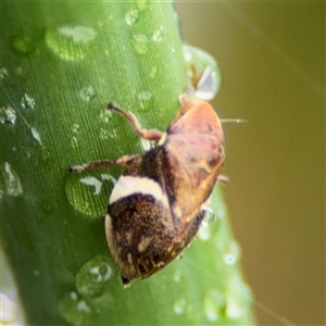 Bathyllus albicinctus at Campbell, ACT - 30 Nov 2024