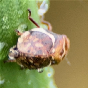 Bathyllus albicinctus at Campbell, ACT - 30 Nov 2024