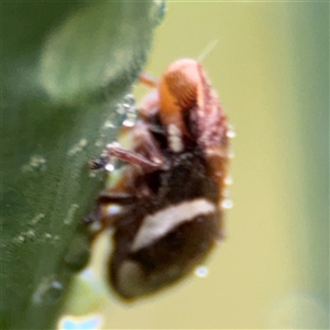 Bathyllus albicinctus at Campbell, ACT - 30 Nov 2024