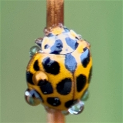 Harmonia conformis (Common Spotted Ladybird) at Campbell, ACT - 30 Nov 2024 by Hejor1