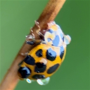 Harmonia conformis at Campbell, ACT - 30 Nov 2024 09:34 AM