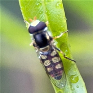 Simosyrphus grandicornis at Campbell, ACT - 30 Nov 2024