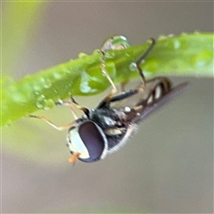 Simosyrphus grandicornis at Campbell, ACT - 30 Nov 2024 09:28 AM