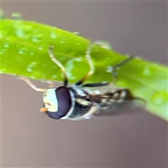 Simosyrphus grandicornis at Campbell, ACT - 30 Nov 2024