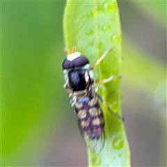 Simosyrphus grandicornis at Campbell, ACT - 30 Nov 2024