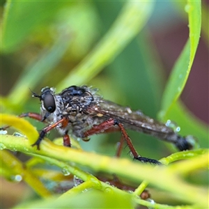 Asilinae sp. (subfamily) at Campbell, ACT - 30 Nov 2024