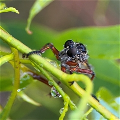 Asilinae sp. (subfamily) at Campbell, ACT - 30 Nov 2024 09:28 AM