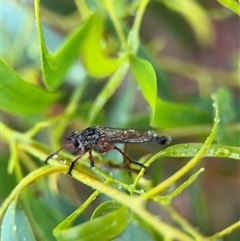 Asilinae sp. (subfamily) at Campbell, ACT - 30 Nov 2024 09:28 AM