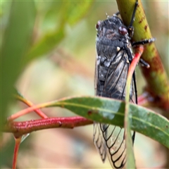 Psaltoda moerens (Redeye cicada) at Campbell, ACT - 29 Nov 2024 by Hejor1