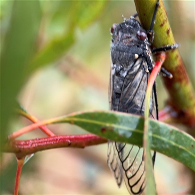 Psaltoda moerens (Redeye cicada) at Campbell, ACT - 30 Nov 2024 by Hejor1