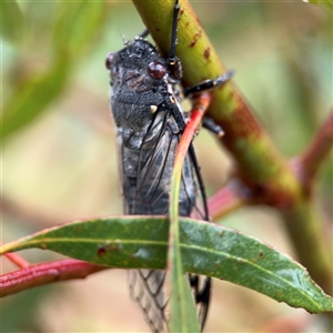 Psaltoda moerens at Campbell, ACT - 30 Nov 2024 09:27 AM