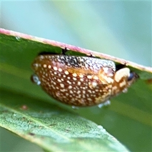 Paropsisterna cloelia at Campbell, ACT - 30 Nov 2024 09:26 AM