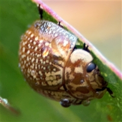 Paropsisterna cloelia at Campbell, ACT - 30 Nov 2024