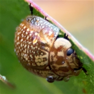 Paropsisterna cloelia at Campbell, ACT - 30 Nov 2024 09:26 AM