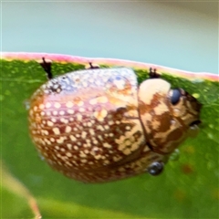 Paropsisterna cloelia at Campbell, ACT - 30 Nov 2024 09:26 AM