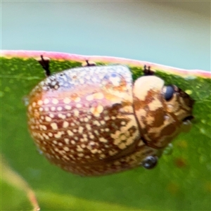 Paropsisterna cloelia at Campbell, ACT - 30 Nov 2024 09:26 AM