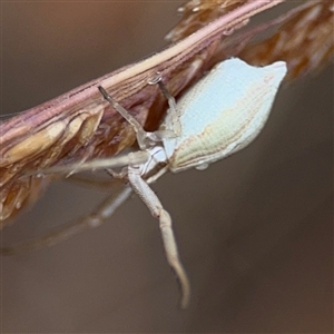 Runcinia acuminata at Campbell, ACT - 30 Nov 2024