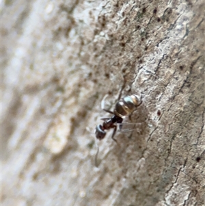 Iridomyrmex rufoniger (Tufted Tyrant Ant) at Campbell, ACT by Hejor1