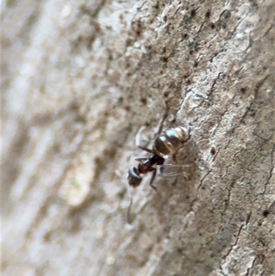 Iridomyrmex rufoniger (Tufted Tyrant Ant) at Campbell, ACT - 29 Nov 2024 by Hejor1