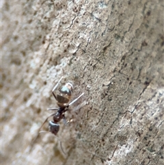 Iridomyrmex rufoniger at Campbell, ACT - 30 Nov 2024