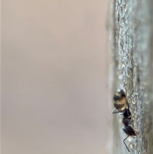 Iridomyrmex rufoniger at Campbell, ACT - 30 Nov 2024