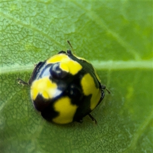 Illeis galbula (Fungus-eating Ladybird) at Campbell, ACT by Hejor1