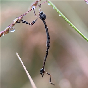 Leptogaster sp. (genus) (Robber fly) at Campbell, ACT by Hejor1