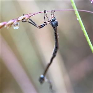 Leptogaster sp. (genus) at Campbell, ACT - 30 Nov 2024