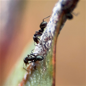 Iridomyrmex rufoniger (Tufted Tyrant Ant) at Campbell, ACT by Hejor1