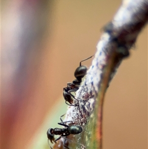 Iridomyrmex rufoniger at Campbell, ACT - 30 Nov 2024