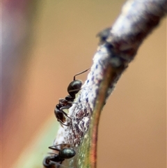 Iridomyrmex rufoniger at Campbell, ACT - 30 Nov 2024