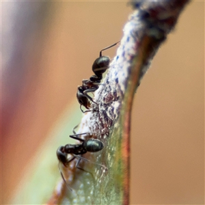 Iridomyrmex rufoniger at Campbell, ACT - 30 Nov 2024 09:18 AM