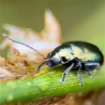 Arsipoda chrysis (Flea beetle) at Campbell, ACT - 30 Nov 2024 by Hejor1