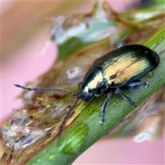 Arsipoda chrysis at Campbell, ACT - 30 Nov 2024 09:11 AM