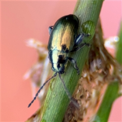 Arsipoda chrysis at Campbell, ACT - 30 Nov 2024 09:11 AM