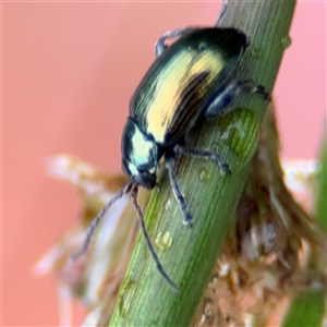 Arsipoda chrysis at Campbell, ACT - 30 Nov 2024 09:11 AM