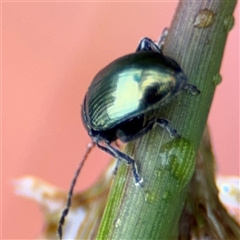 Arsipoda chrysis at Campbell, ACT - 30 Nov 2024 09:11 AM