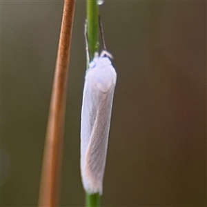 Zacorus carus at Campbell, ACT - 30 Nov 2024