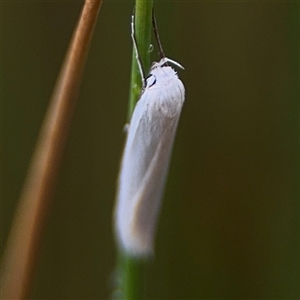 Zacorus carus at Campbell, ACT - 30 Nov 2024