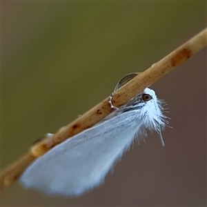 Tipanaea patulella at Campbell, ACT - 30 Nov 2024