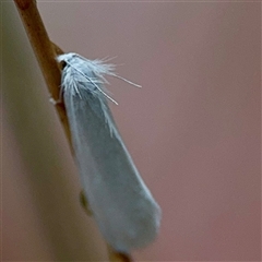 Tipanaea patulella at Campbell, ACT - 30 Nov 2024