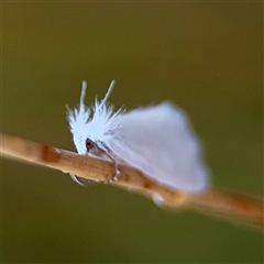 Tipanaea patulella at Campbell, ACT - 30 Nov 2024