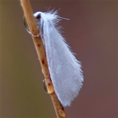 Tipanaea patulella at Campbell, ACT - 30 Nov 2024