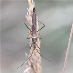 Mutusca brevicornis at Campbell, ACT - 29 Nov 2024 by Hejor1