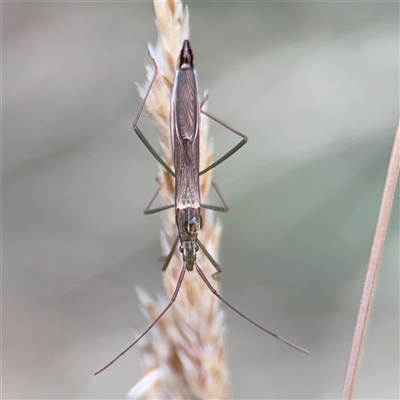 Mutusca brevicornis (A broad-headed bug) at Campbell, ACT - 30 Nov 2024 by Hejor1