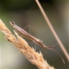 Mutusca brevicornis at Campbell, ACT - 30 Nov 2024