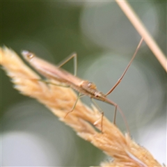 Mutusca brevicornis at Campbell, ACT - 30 Nov 2024